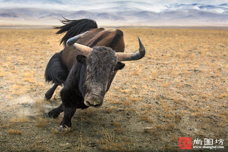 《奔跑的野牦牛 摄影:焦生福 铜牌-自然数码组