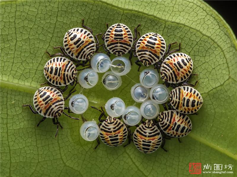 -Stinkbug Nymph椿象虫蛹-- Lin Hsieh Tung 林薛通-- Taiwan台湾-- PSA Gold Medal PSA金牌.jpg