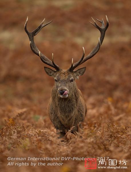 gip奖牌  red deer stag  摄影:boothby, david(英国)