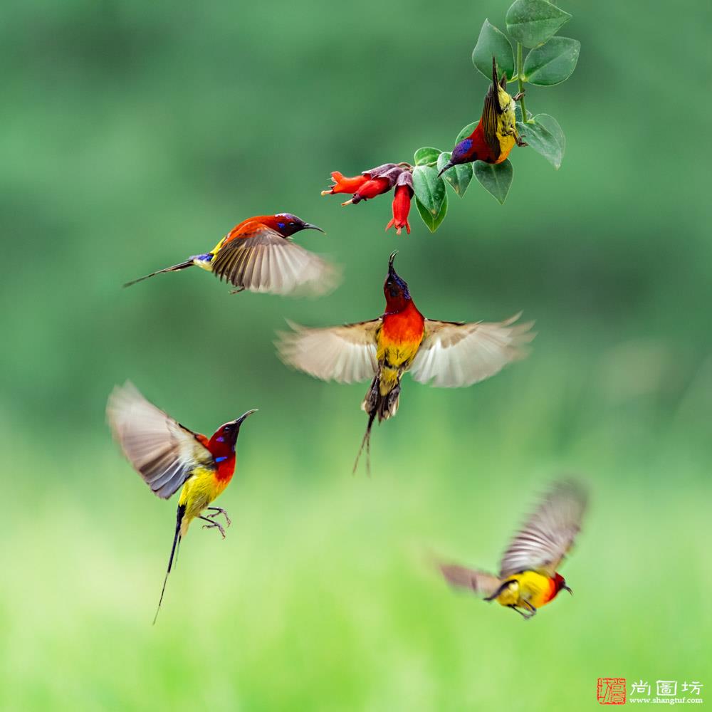 《五鸟闹春-birds flying》摄影:王洪山 自然数码组 psny勋带奖.jpg