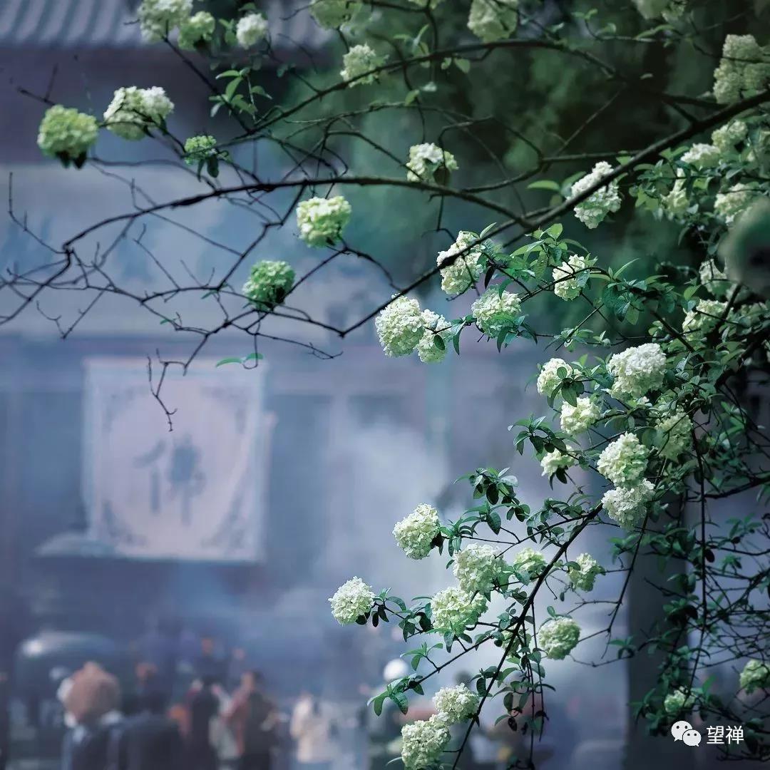 宅在家中,不如一起学学禅意摄影?