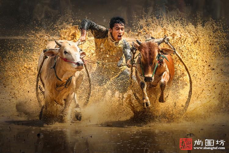《奔牛-bull running》摄影:匡亚 彩色开放组 aafr勋带奖.jpg