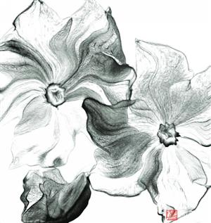 image11