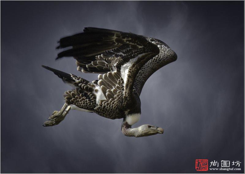 国际影赛获奖作品赏析(第十三期) 尚图坊国际摄影-尚图坊影像