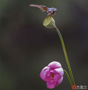 image22