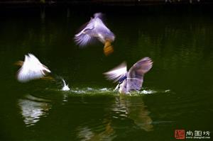 image33