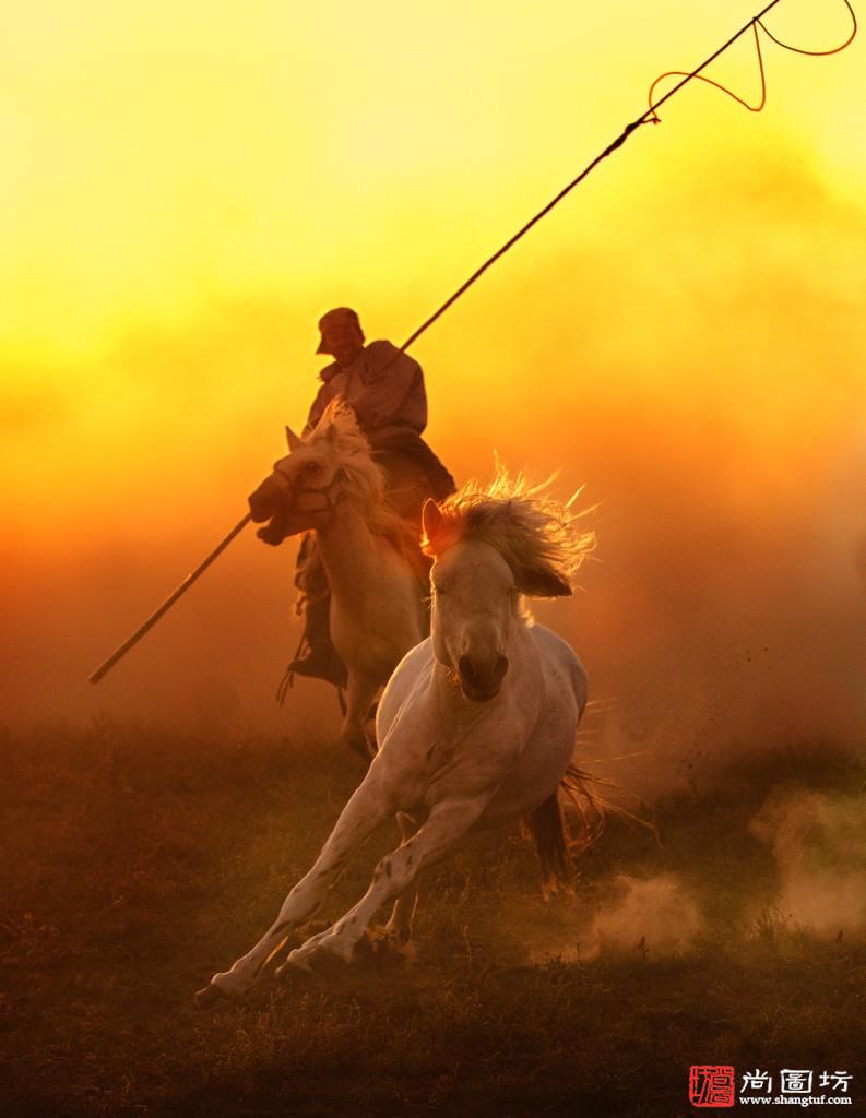 《奔驰-Gallop》摄影:张晓萌 Zhang Xiaomeng-中国 China 免费.jpg
